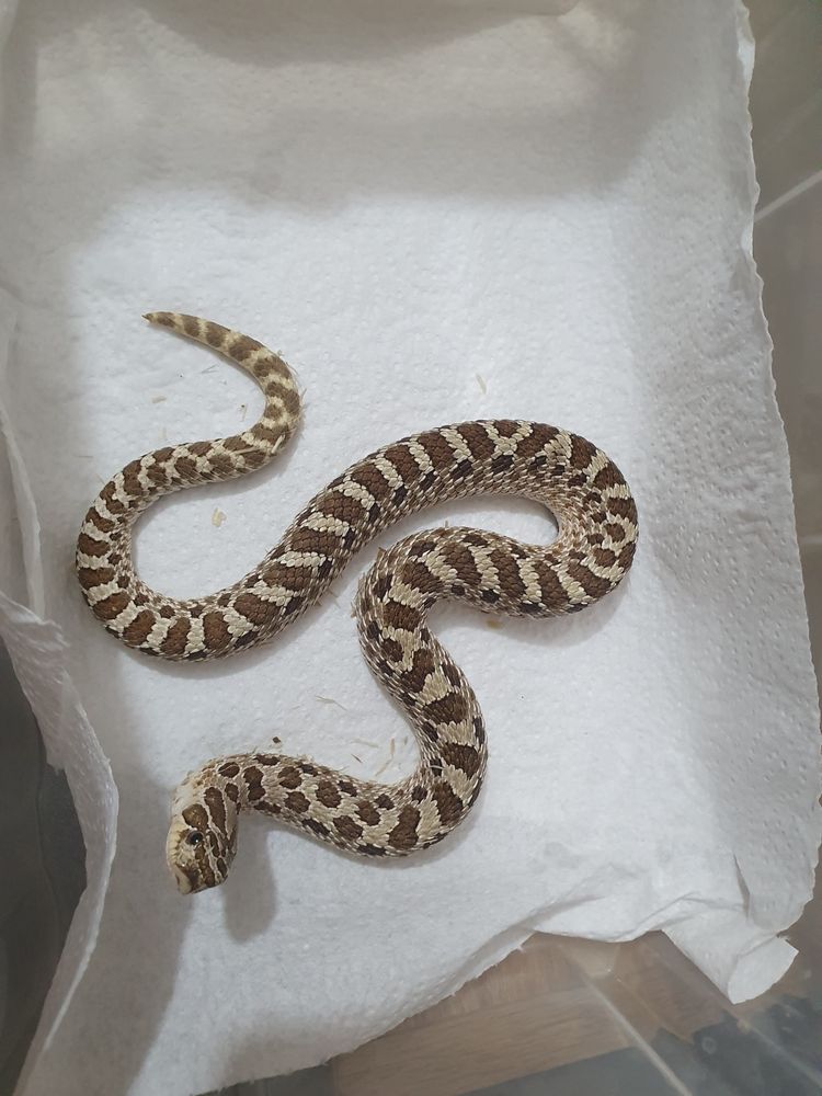 Heterodon Zachodni Classic Het Toffee