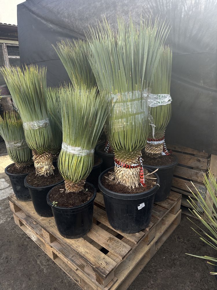 Trachycarpus fortunei wys. 100 cm
