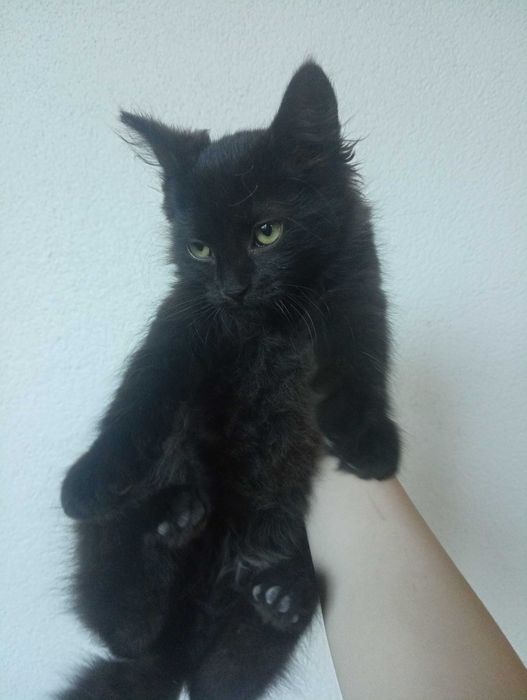 Віддам котеня у добрі руки