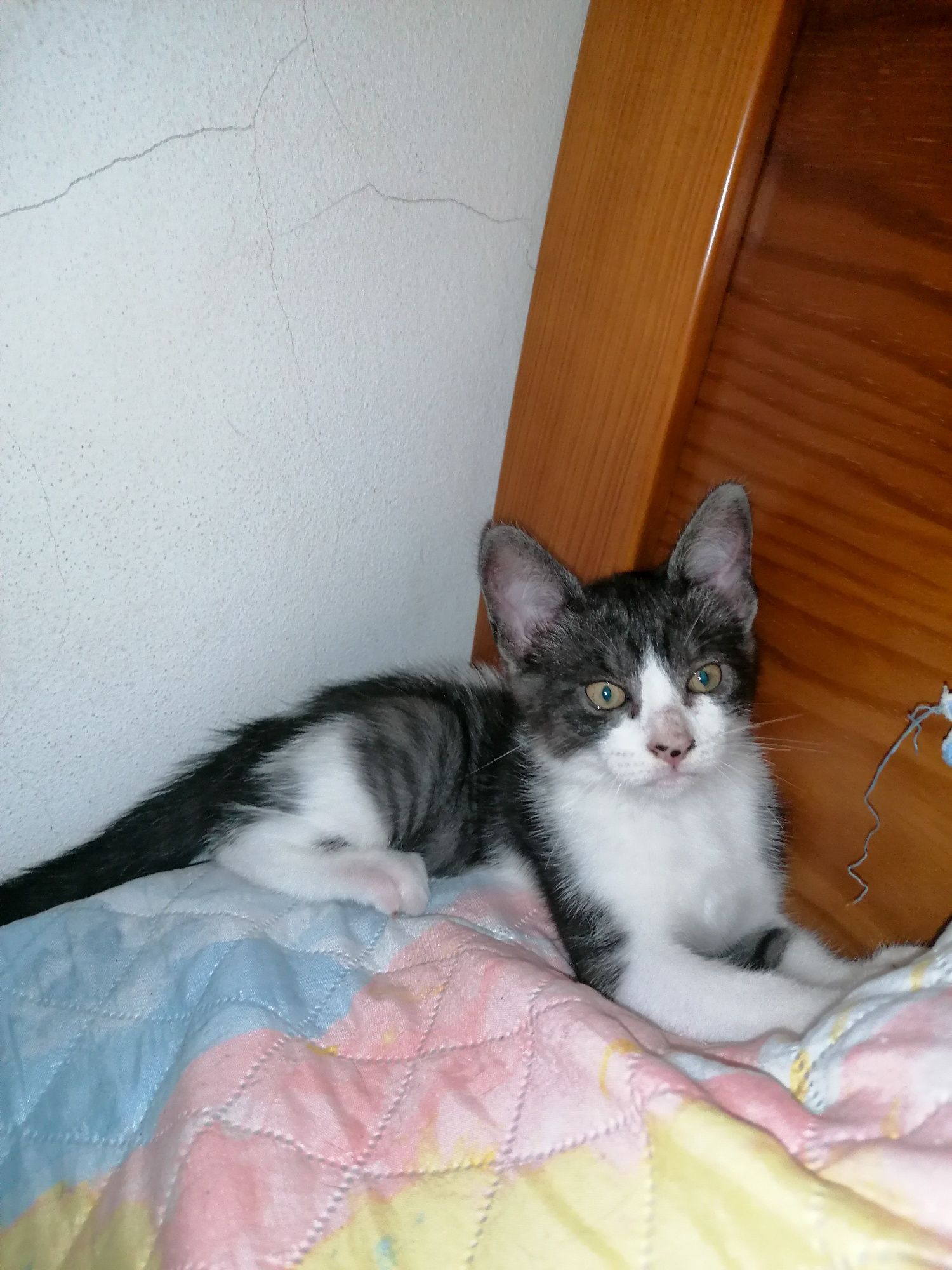 Dou gatos (2 gatos)
