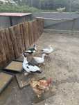 Patos mudos jovens