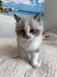 Puchaty kocurek Ragdoll