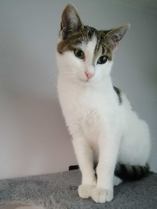 Mała, śliczna kotka po sterylizacji, szuka opiekuna