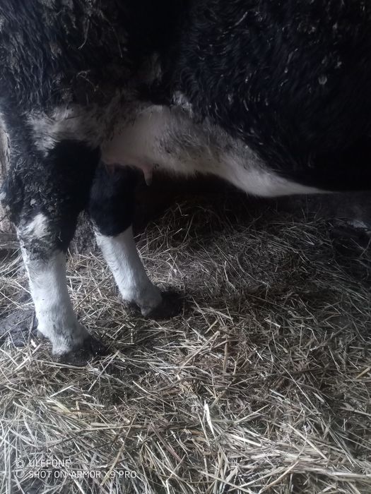 Sprzedam jałówkę wysokocielną