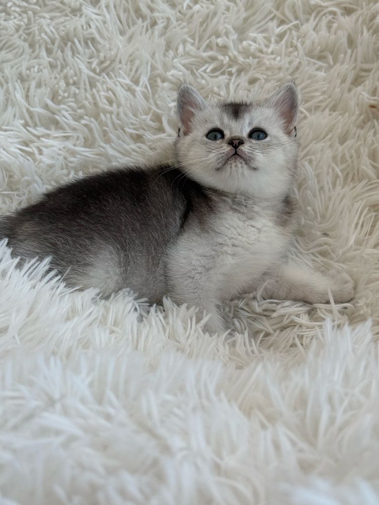 Macho  scottish silver chincila