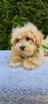Maltipoo Mini domowa legalna hodowla prawdziwy „misio”