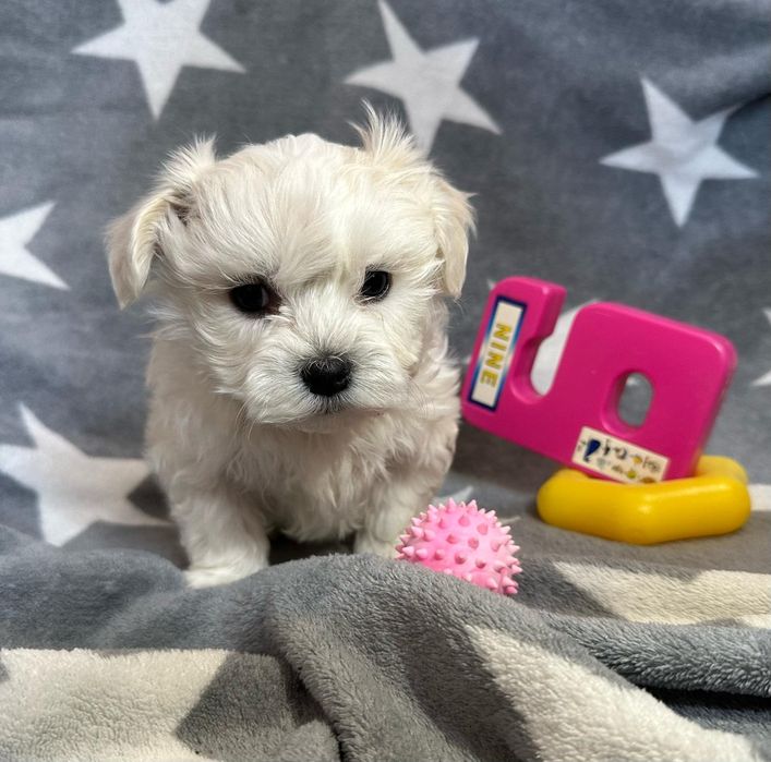 Maltańczyk szczeniaczek