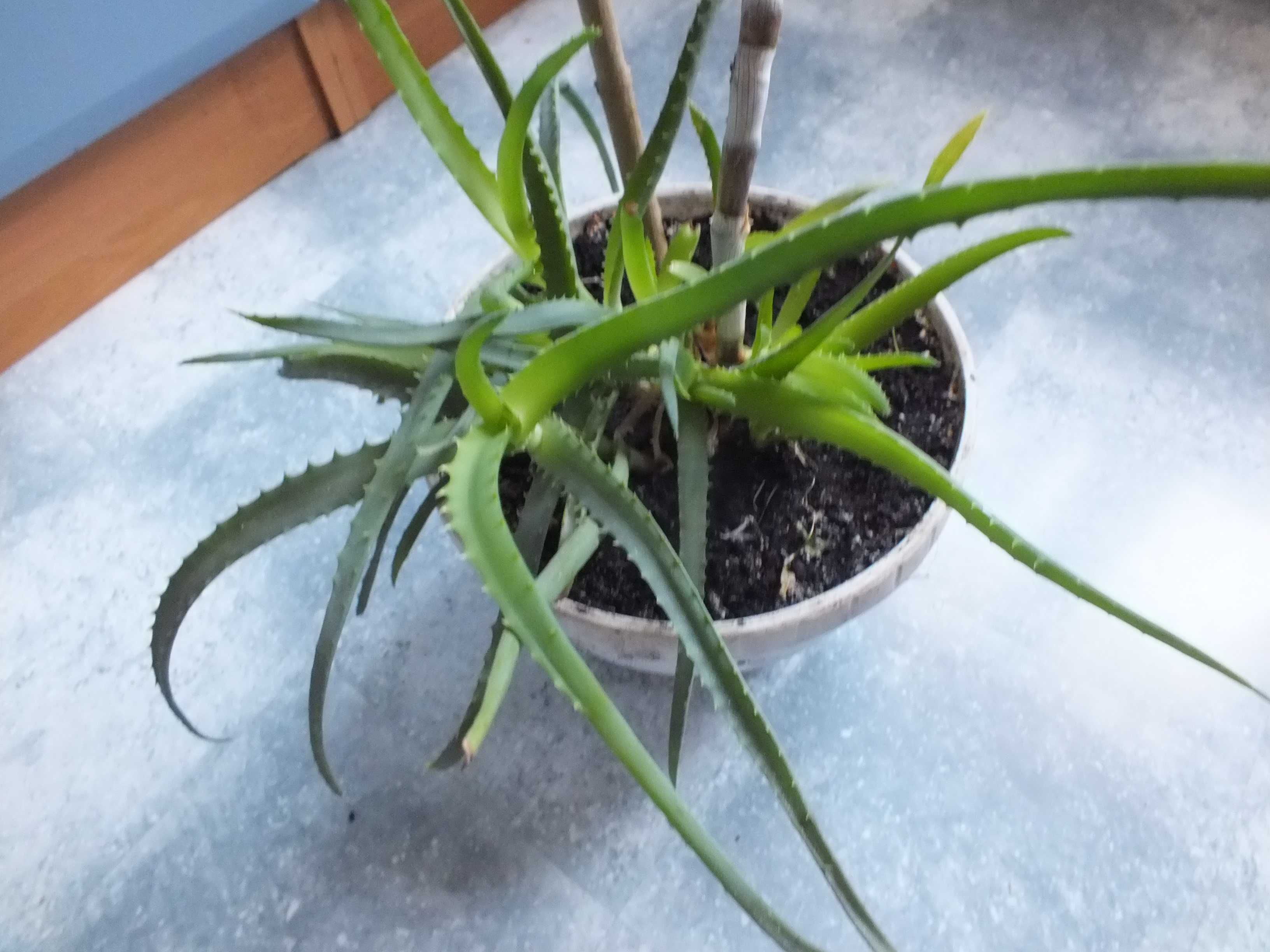 ALOES Drzewiasty roślina w doniczce 70cm dużo odnóg doniczkowa kwiat