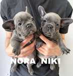 Buldog francuski blue niebieski
