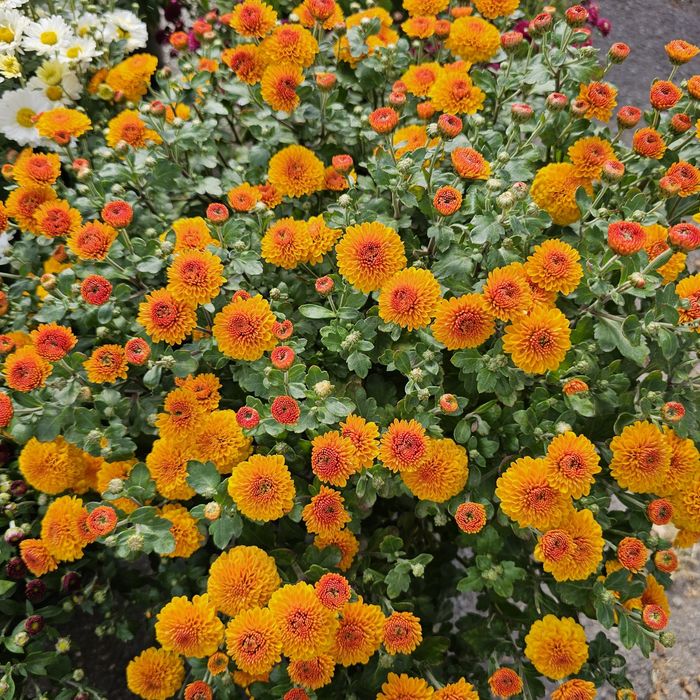 Шаровидна хризантема мультифлора