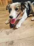 border collie blue merle tricolor - Twój przyszły pies