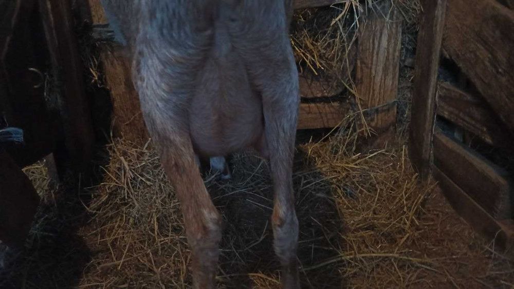 дійна коза, покрита