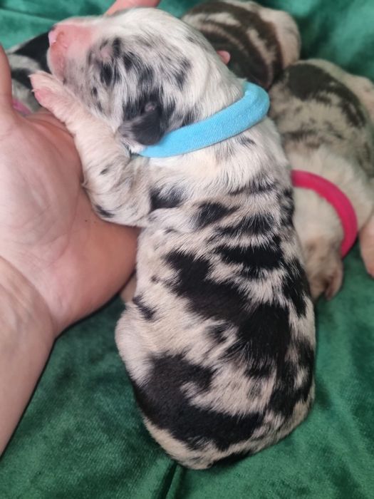 * * * piesek * * * blue merle tricolor Border Collie