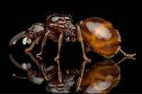 Экзотические муравьи | Aphaenogaster dulcinea | Колонии, Матки