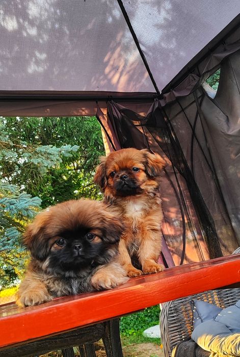 Urocze Szczenięta Pekińczyk  • GOTOWE DO ODBIORU •