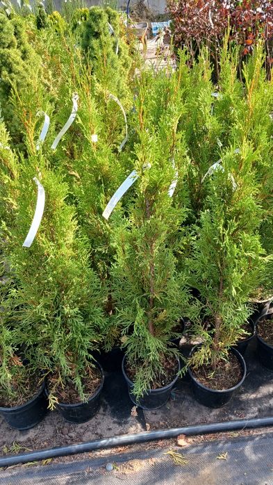 Туя смарагд, туя брабант, кедр