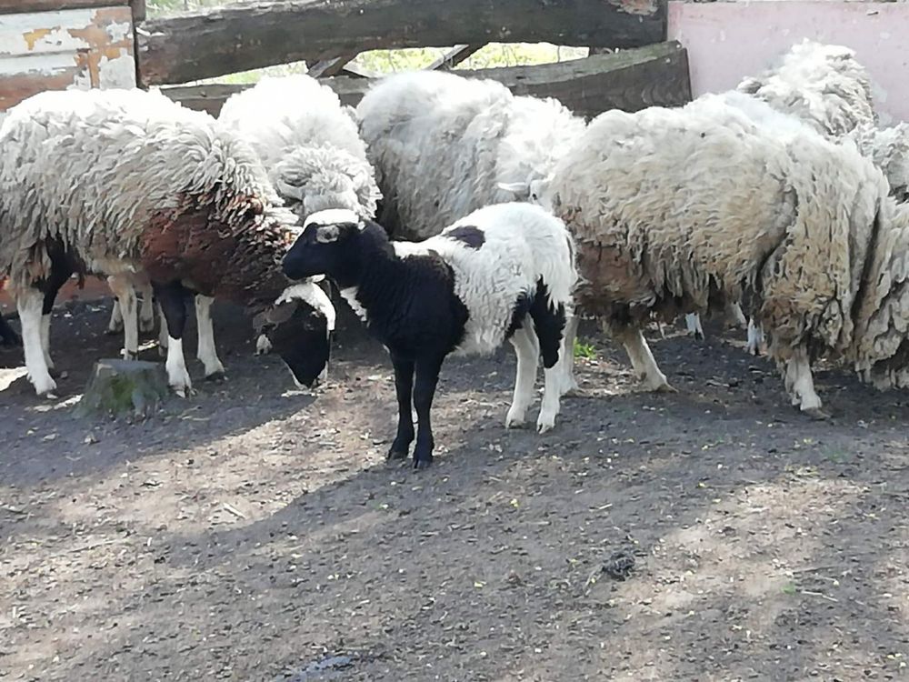 Продам стадо овечок дорослі та ягнята кроси дорпер.