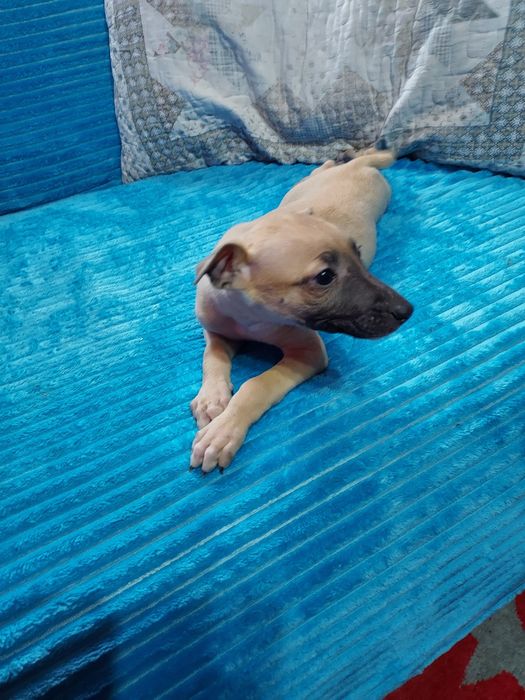 Chart Angielski Whippet suczka