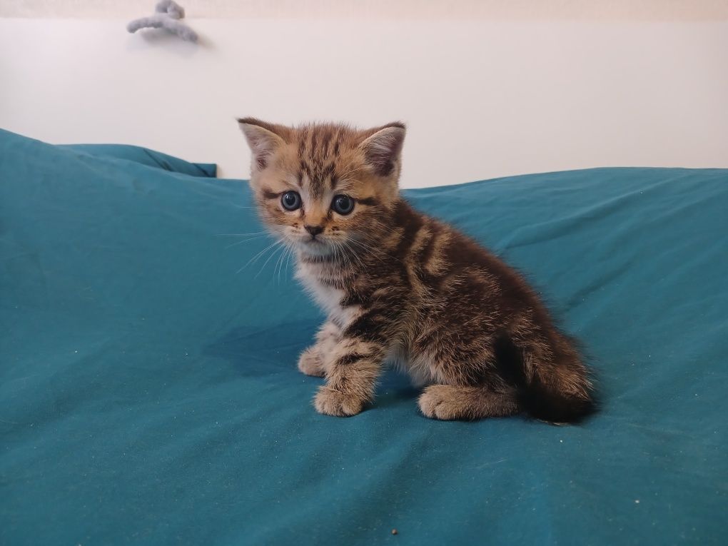 Продаються шотландські кошенята кольору табі.