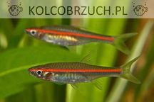 Razbora czerwonopręga - Trigonopoma - Rasbora - dowóz, wysyłka