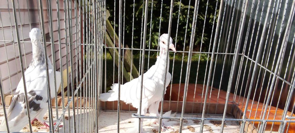 Blaowindry koroniate, żałobna perłowa koroniata, bocianka niemiecka