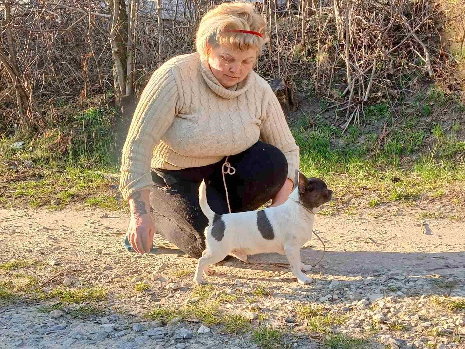 Хлопчик чіхуахуа чекає наречену!