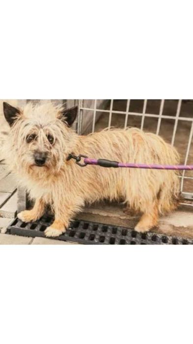 Mały (7kg), KUDŁATY, wystraszony pies- możliwy dowóz