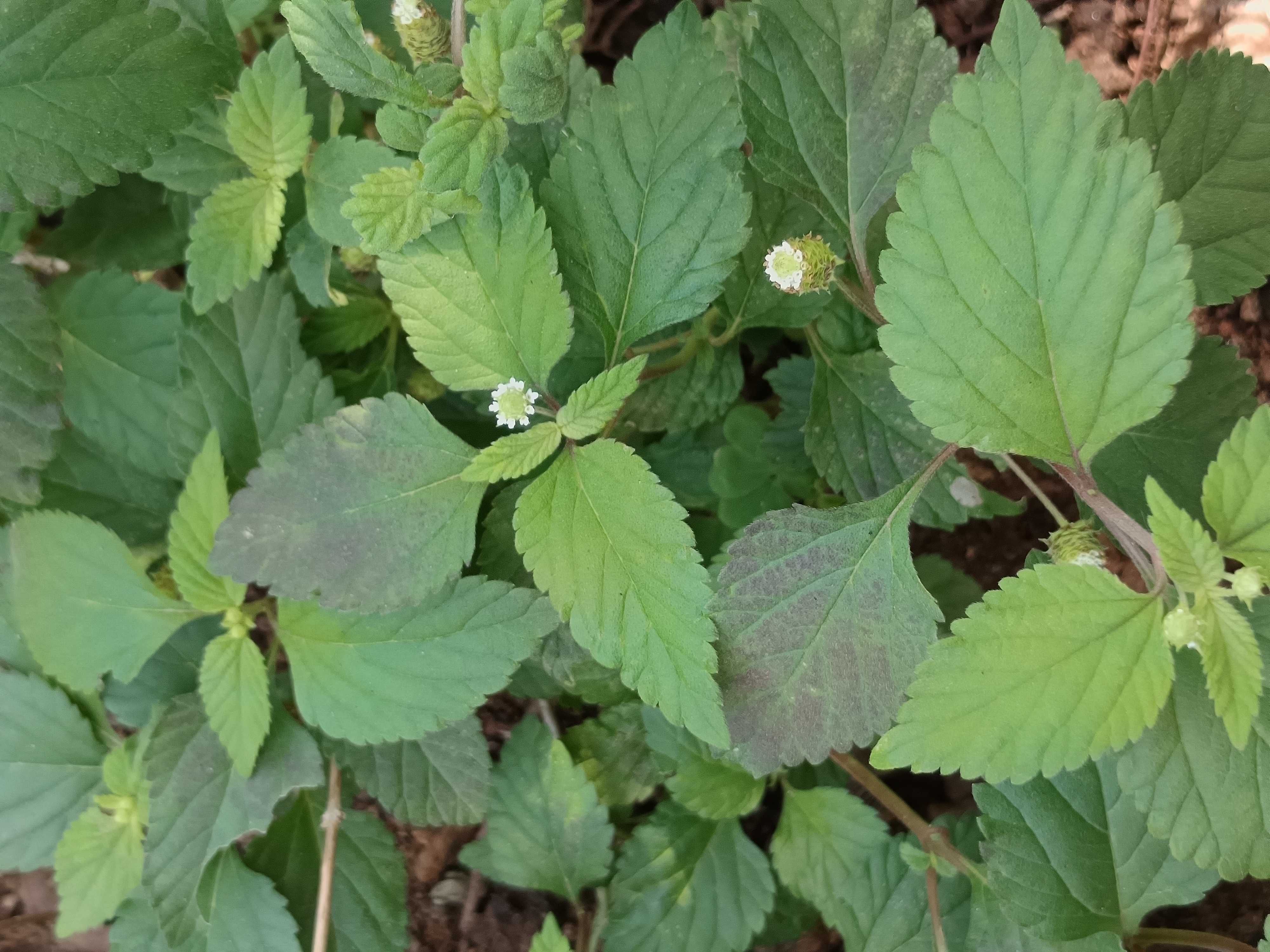 Erva Doce dos Aztecas - Lippia dulcis