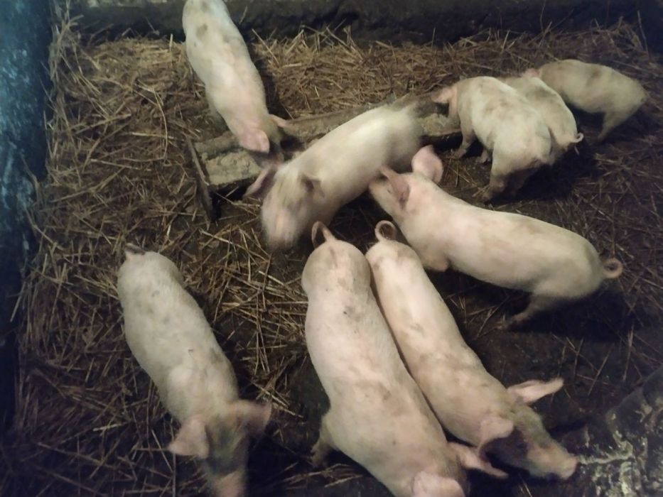 Продаю поросят 6 тижнів
