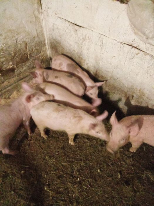 Продам поросята петрен