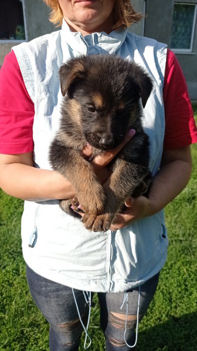 Німецька вівчарка