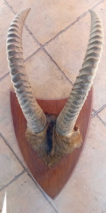 Hastes de Palanca Preta e de Songue ( Antílope) antigas