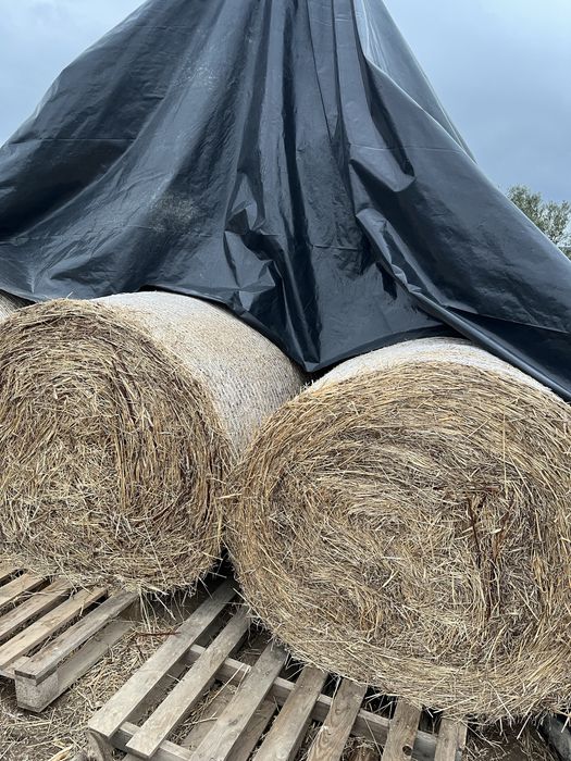 Rolos de feno exclente qualidade