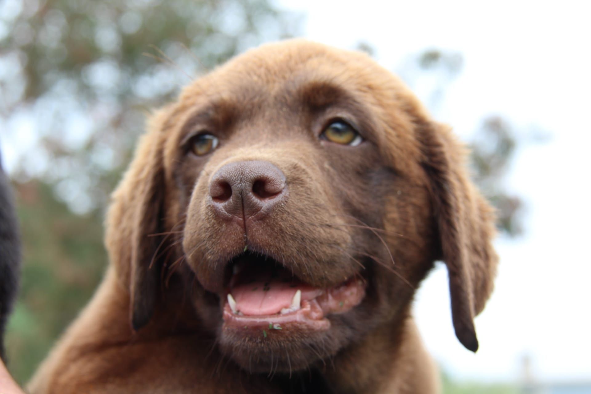 Labrador Retriever com Lop e Afixo