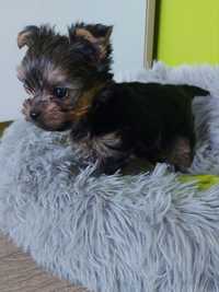 Yorkshire terrier