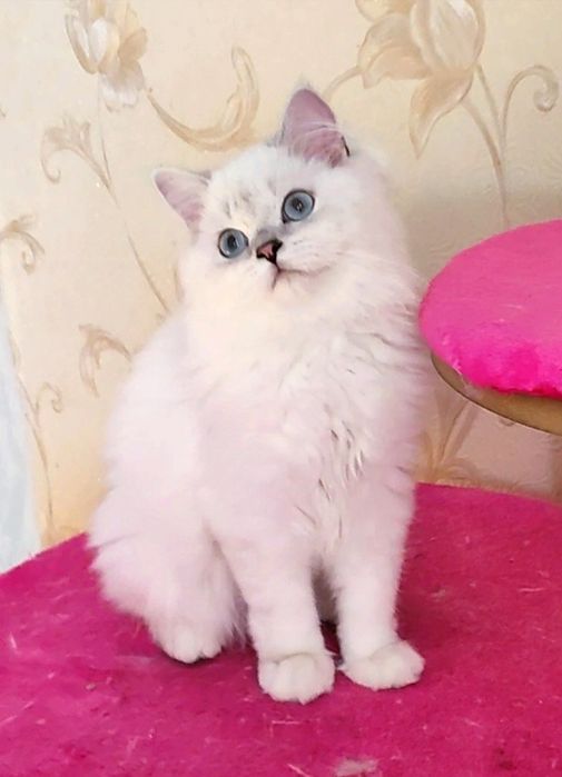 Шикарный мальчик шиншиллка поинт