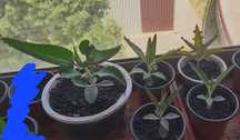 Planta Mãe de milhares