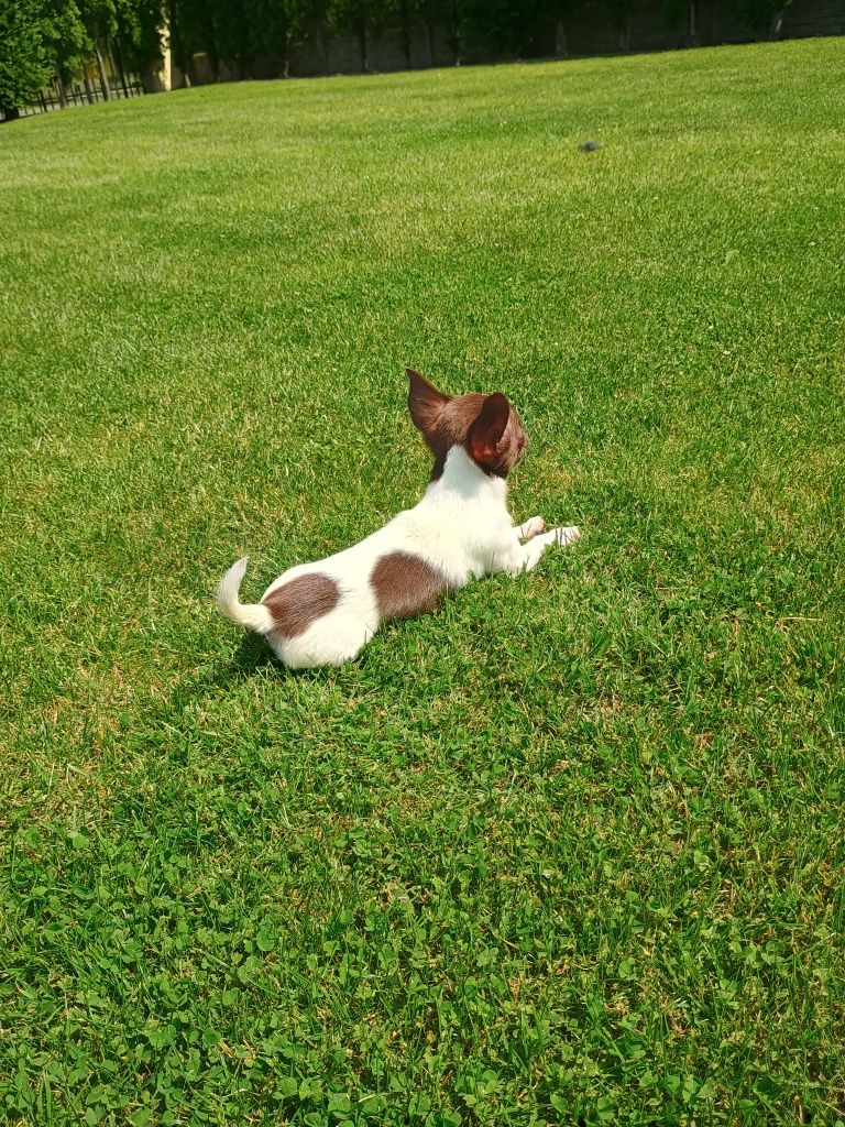 Rezerwacja. Chihuahua XXS, delikatna dziewczynka „CALLA"