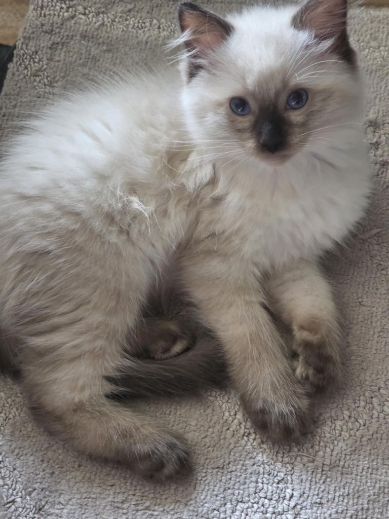 Kocurek Ragdoll Colorpoint