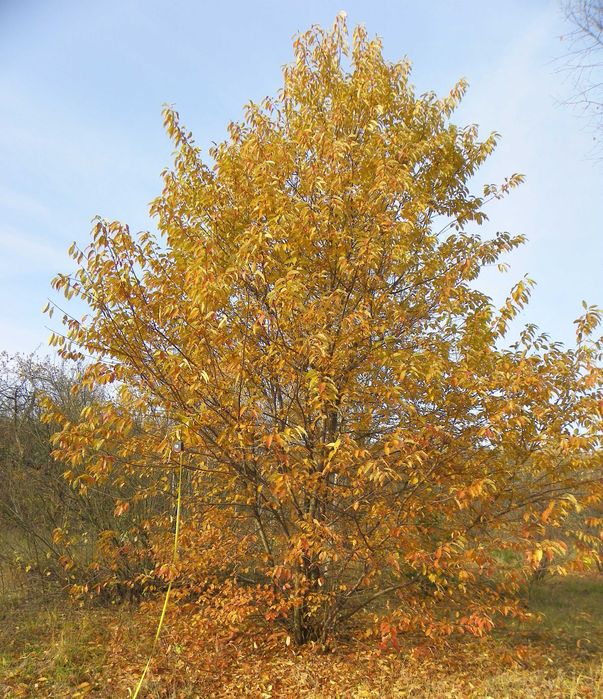 Саджанці берези, дуба, клена, липи, черемхи, барбарису, терену
