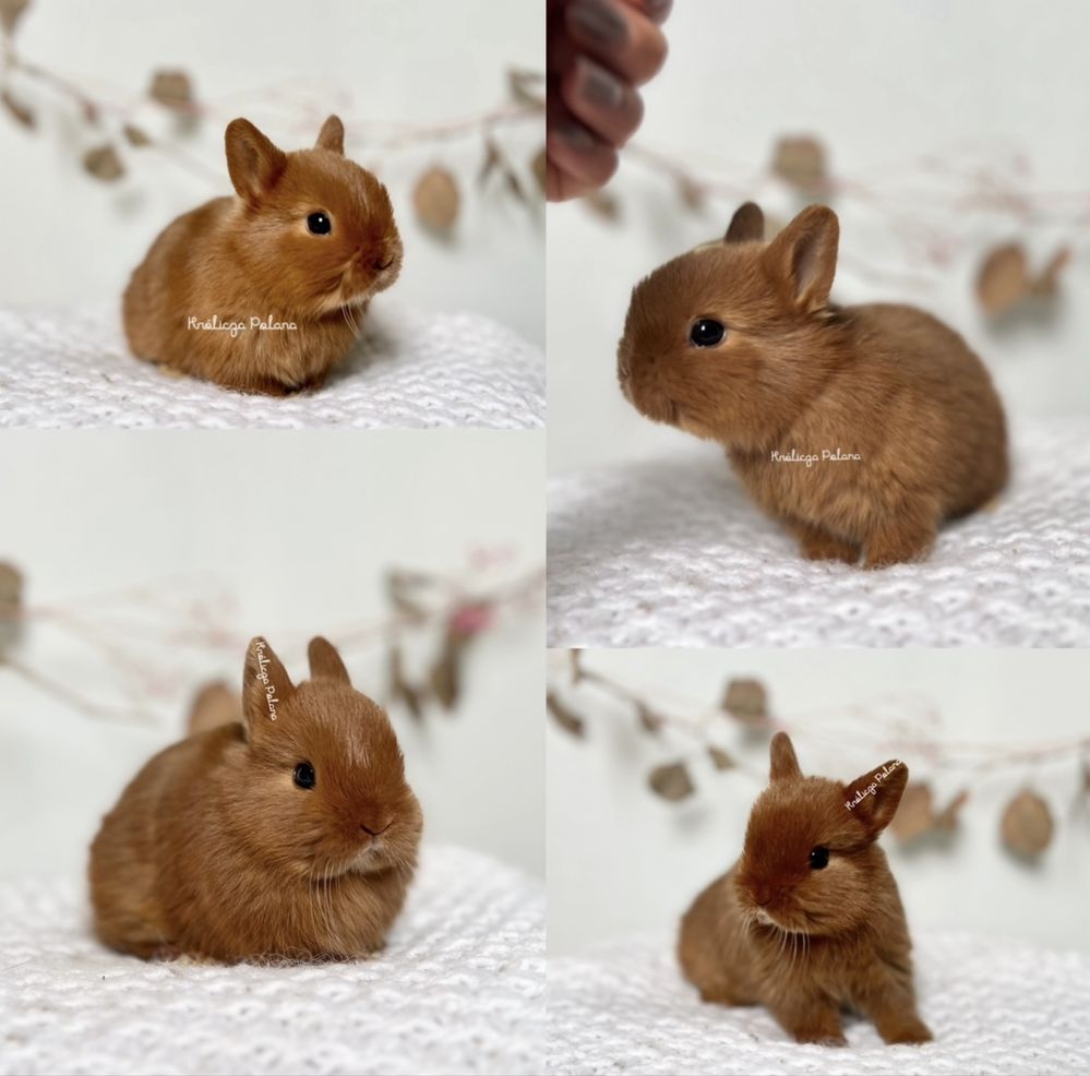 Króliczki Karzelek Teddy i Karzełek Niderlandzki Czysto rasowe z doku