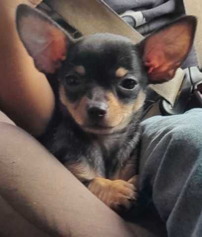 Chihuahua Macho Bebé