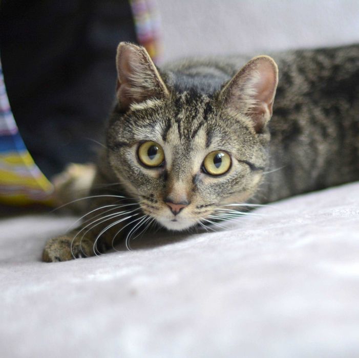 Piękna Cloe szuka domu