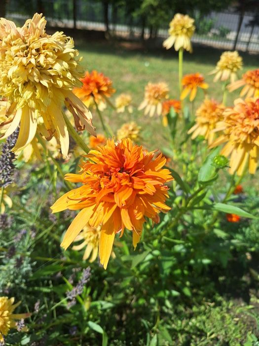 Jeżówka marmolada pomarańczowa, nasiona marmalade. 20 szt. Wieloletnia