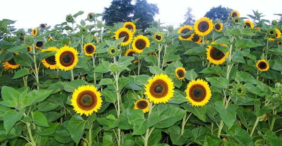 Nasiona słonecznika Ozdobnego na kwiat, możliwość Wysyłki