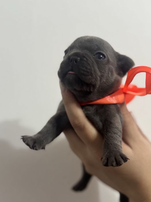 Buldog Francuski suczka do Rezerwacji odbiór 6 grudnia