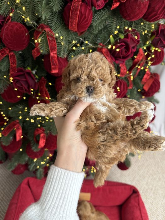 Красиві цуценятка мальтипу