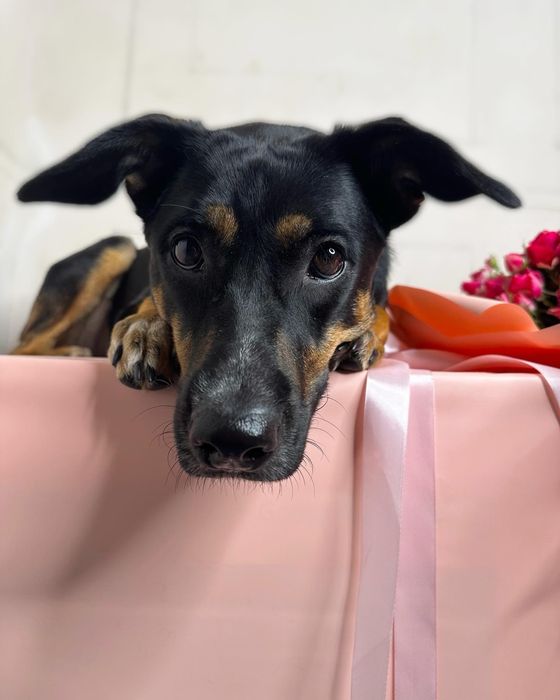 Габі шукає родину