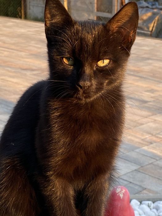 Віддам в добрі руки