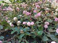 Persicaria capitata (Pink-head knotweed) (Polygonum capitatum)